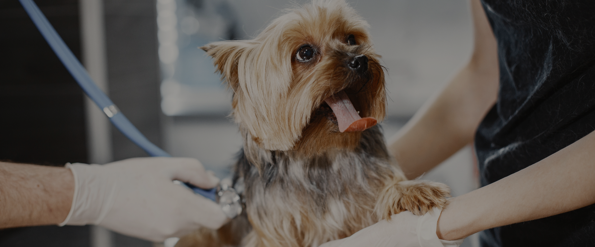 clínica veterinaria en san vicente del raspeig hero home veterinaria leucanis