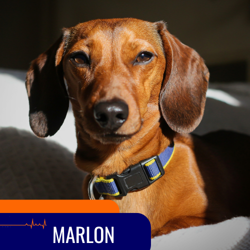 equipo veterinario pacientes marlon