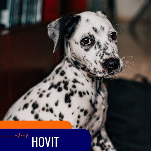 equipo veterinario pacientes hovit