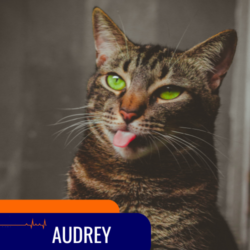 equipo veterinario pacientes audrey