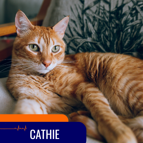 equipo veterinario pacientes cathie