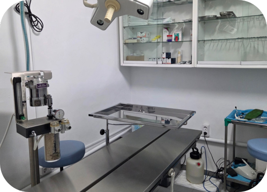 clínica veterinaria en san vicente del raspeig instalaciones quirófano